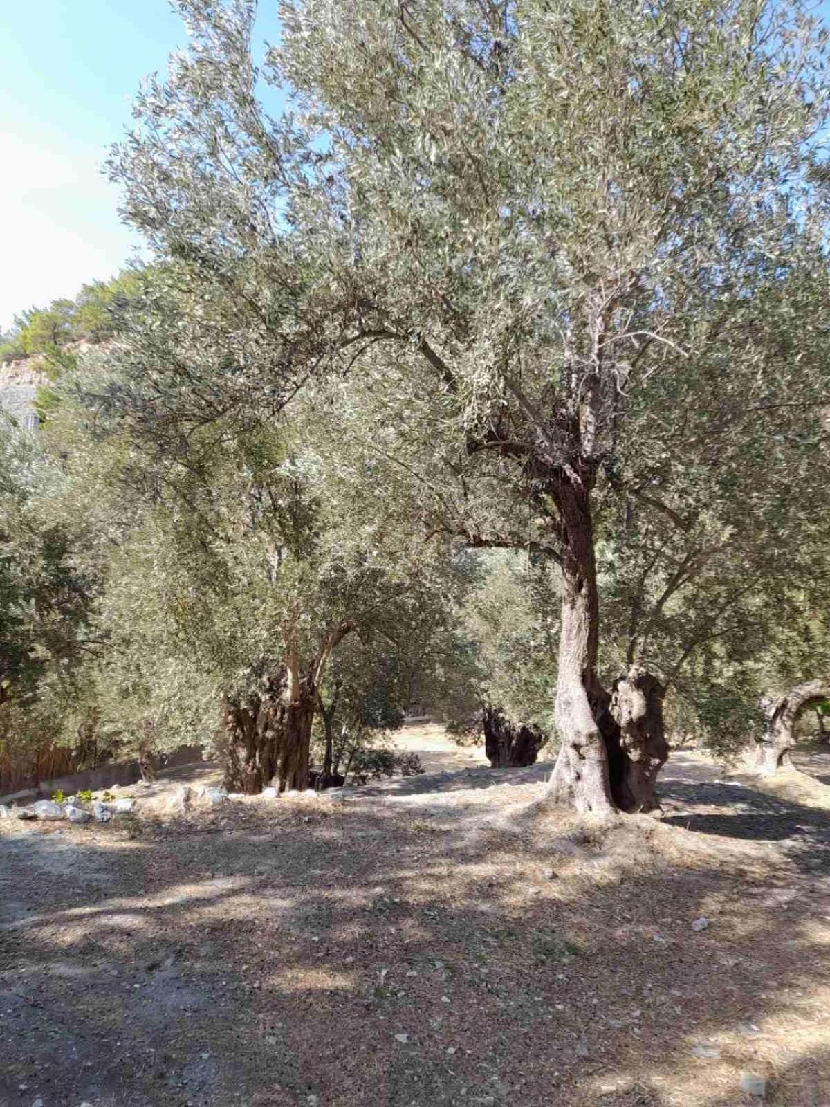 Δωμάτια Κόκκινος Πύργος Plomari Buitenkant foto