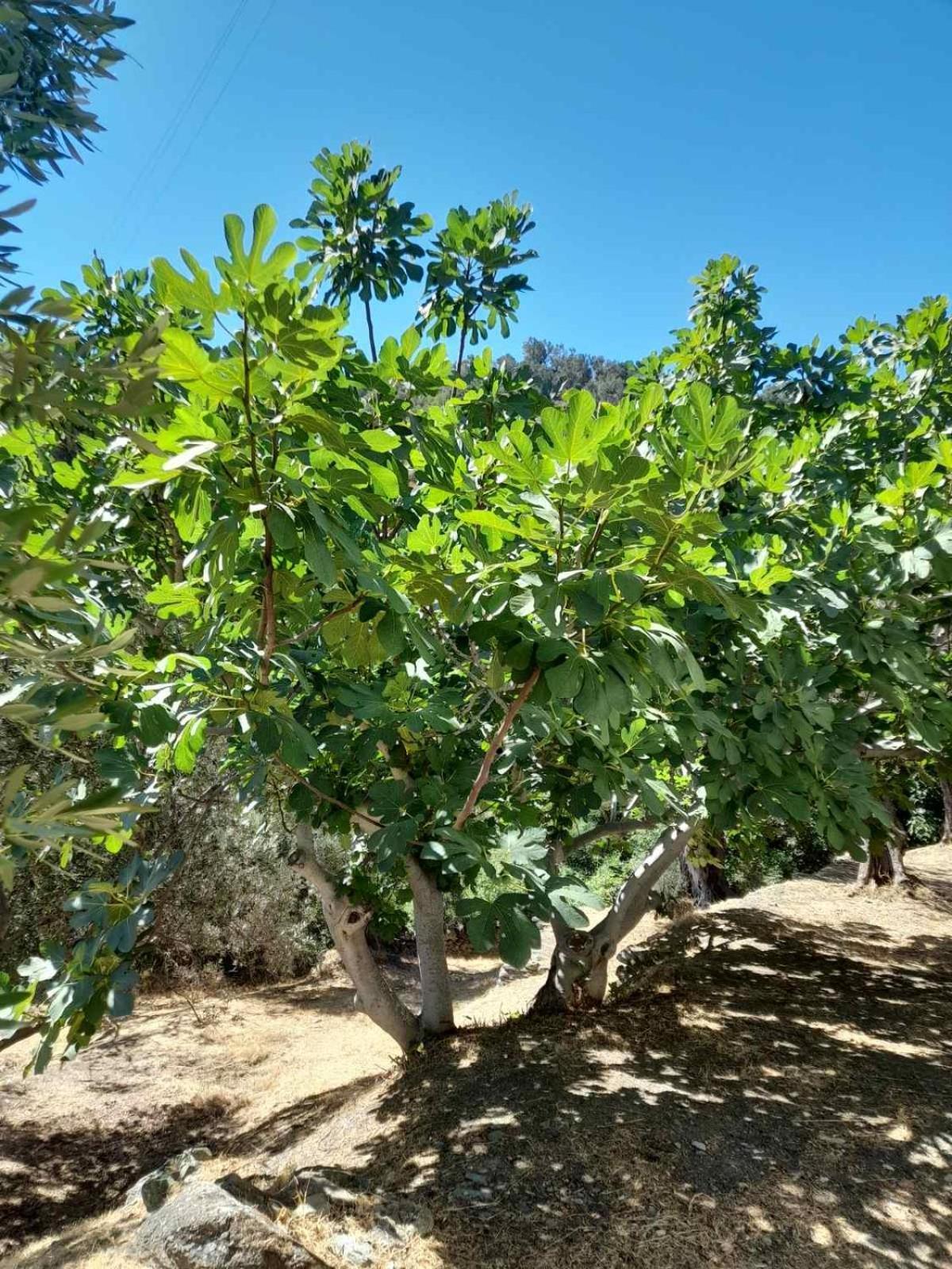 Δωμάτια Κόκκινος Πύργος Plomari Buitenkant foto